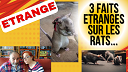 3 Faits ETRANGES sur les RATS...