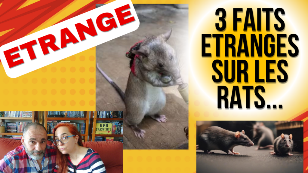 3 Faits ETRANGES sur les RATS...